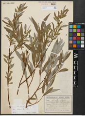 Foto von Salix alba subsp. alba L.